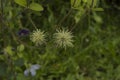 close-up: light purple and intense blue clematis flowers Royalty Free Stock Photo