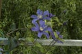 close-up: light purple and intense blue clematis flowers Royalty Free Stock Photo