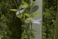 close-up: light purple and intense blue clematis flowers Royalty Free Stock Photo