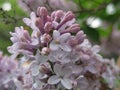 Lilacs Royalty Free Stock Photo