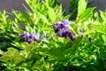 Close up of light purple Wisteria flowers and large green leaves towards cloudy sky in a garden in a sunny spring day, beautiful Royalty Free Stock Photo