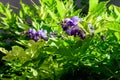 Close up of light purple Wisteria flowers and large green leaves towards cloudy sky in a garden in a sunny spring day, beautiful Royalty Free Stock Photo