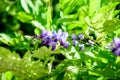 Close up of light purple Wisteria flowers and large green leaves towards cloudy sky in a garden in a sunny spring day, beautiful Royalty Free Stock Photo