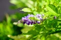 Close up of light purple Wisteria flowers and large green leaves towards cloudy sky in a garden in a sunny spring day, beautiful Royalty Free Stock Photo