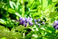 Close up of light purple Wisteria flowers and large green leaves towards cloudy sky in a garden in a sunny spring day, beautiful