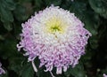 Light purple and yellow color of spider mum `Flair` Royalty Free Stock Photo