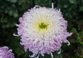 Close up of the light purple and yellow color of spider mum `Flair` Royalty Free Stock Photo