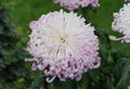 Close up of the light purple and yellow color of spider mum `Vienna Waltz` Royalty Free Stock Photo