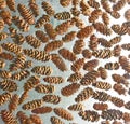 Background Pine Cones Suspended in Resin