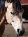 Close Up of the Head of a Buckskin Horse Royalty Free Stock Photo