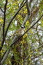 Close-up of a light-vented Chinese Bulbuls Pycnonotus sinensis sitting in a tree Royalty Free Stock Photo