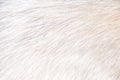 Light white brown of fur dog soft texture smooth patterns background Royalty Free Stock Photo