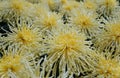 Closeup of the light yellow color of spider mum \'Golden Splendor\' flower Royalty Free Stock Photo