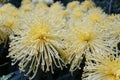 Closeup of the light yellow color of spider mum \'Golden Splendor\' flowers Royalty Free Stock Photo