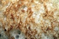 Close up of lightly toasted bread as a texture Royalty Free Stock Photo