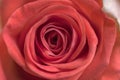 Close up of ligth pink roses soft style macro use for the soft background, valentine`s or wedding card Royalty Free Stock Photo