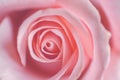 Close up of ligth pink roses soft style macro use for the soft background, valentine`s or wedding card Royalty Free Stock Photo