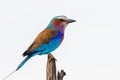 Close up of a Lilac-breasted roller sitting on a stick