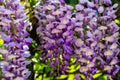 Close-up of lilac brushs of flowering branch Chinese and Japanese Wisteria