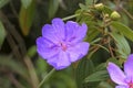 Close-up of a lilac flower, Caraca natural park, Minas Gerais, Brazil, Caraca natural