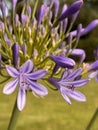 close-up of the lilac flowers of an agapanthus