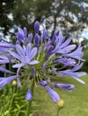 close-up of the lilac flowers of an agapanthus