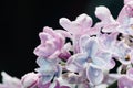 Close-up of lilac flowers on a black background Royalty Free Stock Photo