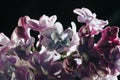 Close-up of lilac flowers on a black background Royalty Free Stock Photo
