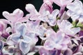 Close-up of lilac flowers on a black background Royalty Free Stock Photo