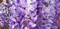 Close-up of lilac flowers of wisteria sinensis. Royalty Free Stock Photo