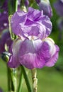 Close-up of lilac iris Royalty Free Stock Photo