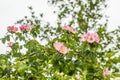 Close-up of lilac pink flowers Rosa rubiginosa