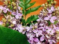 Close up of the lilac syringe flower branch and green leaves as the part of the bouquet