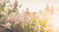 Close up Lilac tree branches on blurred background in sunlit park outdoors. Retro toned image. Soft focus. Royalty Free Stock Photo