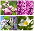 Close-up lilac and white flowers collage