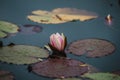 Close up on lilly flower on water