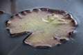 close up of a lillypad in a reflective pond Royalty Free Stock Photo