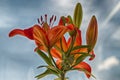 A close up of a lily against the sky