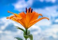 Close-up of Lily on blue sky. Daylily Bell flower in garden. Lily blooming. Lilium flower on blue background. Gardening Royalty Free Stock Photo