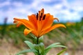 Close-up of Lily on blue sky. Daylily Bell flower in garden. Lily blooming. Lilium flower on blue background. Gardening Royalty Free Stock Photo