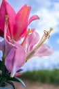 Close-up of Lily on blue sky. Daylily Bell flower in garden. Lily blooming. Lilium flower on blue background. Gardening Royalty Free Stock Photo