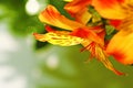 Close-up of a lily flower Royalty Free Stock Photo