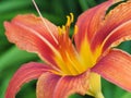 A close-up of a lily flower. Classic garden flowers