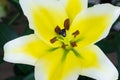 Close up Lily flower with dark Close up Lily flower with dark backgroundbackground