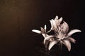 Lily flower on dark grunge background Royalty Free Stock Photo