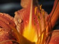 A close-up of a lily flower Royalty Free Stock Photo