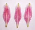 A close up of a lily flower