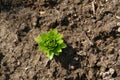 Close up of lily flower leaves emerging from the soil, top view. Green sprout of asiatic lily in a spring garden Royalty Free Stock Photo