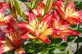 A close up of lily of the `Heartstrings` variety Asiatic Lily in a garden. Multicolored lilies Royalty Free Stock Photo