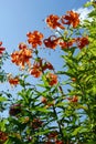 lily orange flowers blue sky photo from the bottom Royalty Free Stock Photo